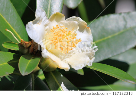 White Taiwan camellia (Taiwan camellia) flower 117182313
