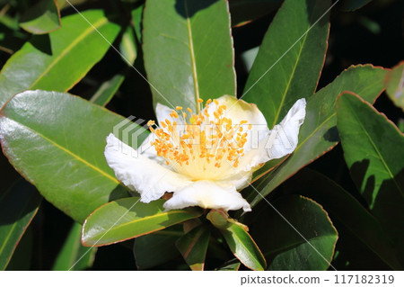 白色台灣山茶花 (Taiwan camellia) 花 117182319