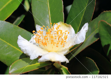 白色台灣山茶花 (Taiwan camellia) 花 白色台灣山茶花 (Taiwan camellia) 花 117182321