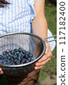 Blueberry picking 117182400