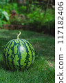 Watermelon on the grass (vertical version) 117182406
