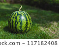 Watermelon on the grass (version) 117182408