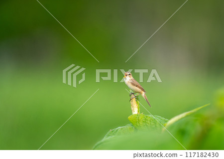 A warbler singing in the grass 117182430