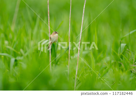 A warbler watching the surroundings from a patch of grass A warbler watching the surroundings from a patch of grass 117182446