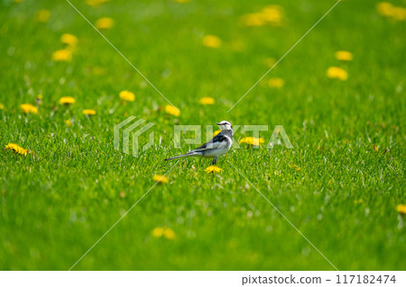 A white wagtail searching for food on the grass A white wagtail searching for food on the grass 117182474