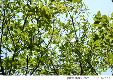 Trees and blue sky Trees and blue sky 117182565