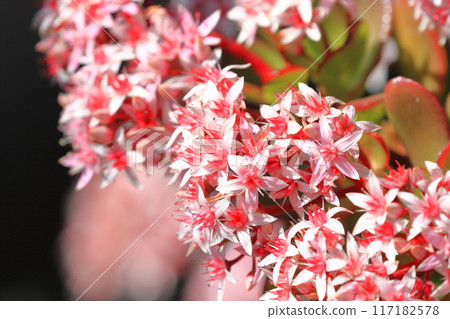 Flowered Enko Benkei (Fuchibeni Benkei) or Jade Plant 117182578