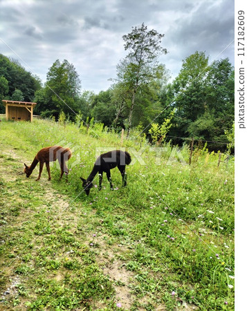 放牧羊駝 117182609