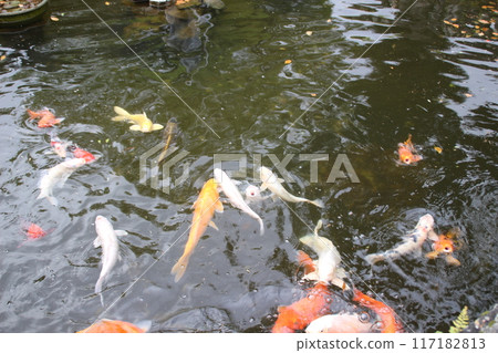 錦鯉在池塘里游泳 117182813