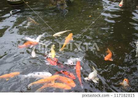 Nishikigoi在池塘里游泳 117182815