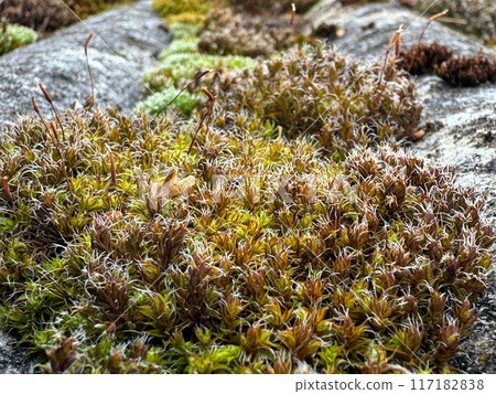 Moss and lichen on old slate. Close up. 117182838