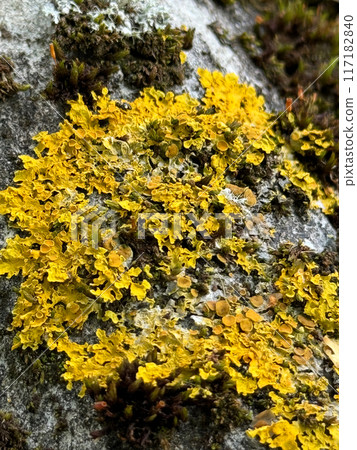 Moss and lichen on old slate. Close up. 117182840