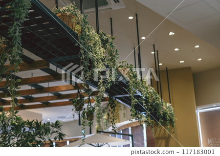 Cafe: Decorative potted plants near the ceiling Cafe: Decorative potted plants near the ceiling 117183001