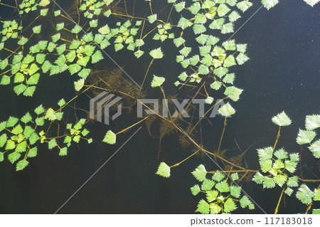 Water hyacinth leaves and submerged roots growing all over the pond 117183018