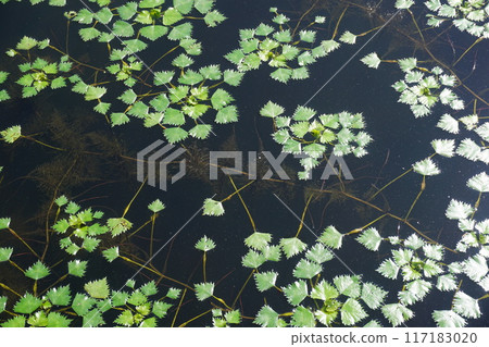 Water hyacinth leaves and submerged roots growing all over the pond Water hyacinth leaves and submerged roots growing all over the pond 117183020
