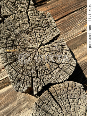 End of an old wooden log. It is cracked. 117183030