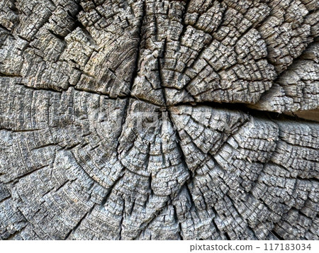 End of an old wooden log. It is cracked. 117183034