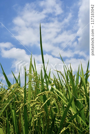Scenery of golden, ripe rice ears, blue sky and clouds Scenery of golden, ripe rice ears, blue sky and clouds 117183042