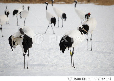 Hokkaido's red-crowned cranes in the snow 117183221