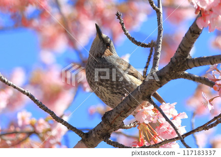 Bulbul sucking the nectar of Kawazu cherry blossoms 117183337