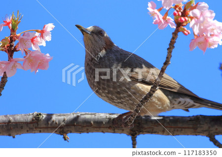 吮吸河津櫻花花蜜的鵯 117183350