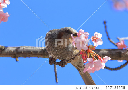 吮吸河津櫻花花蜜的鵯 117183356