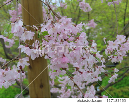 櫻花在京都 櫻花在京都 117183363