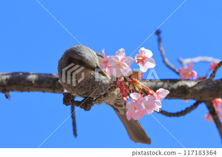 Bulbul sucking the nectar of Kawazu cherry blossoms 117183364