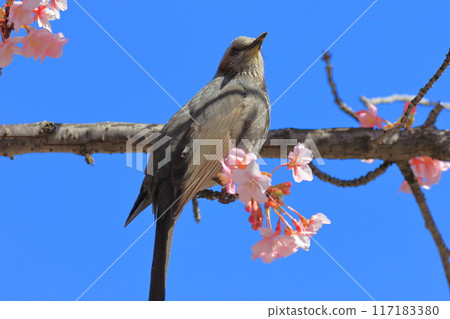 吮吸河津櫻花花蜜的鵯 117183380