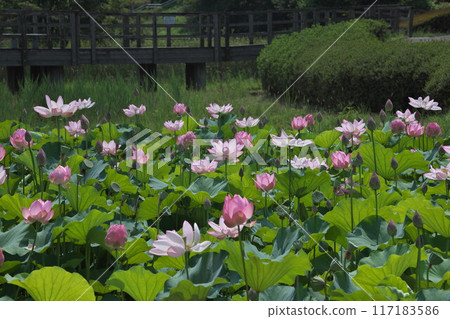 蓮花和橋 117183586
