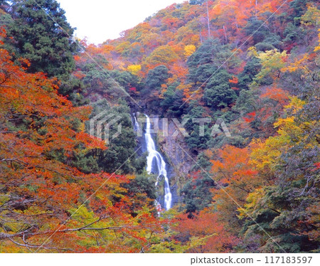 “日本瀑布百選”關場瀑布和紅葉繽紛/“日本百景”/“國家指定名勝” “日本瀑布百選”關場瀑布和紅葉繽紛/“日本百景”/“國家指定名勝” 117183597