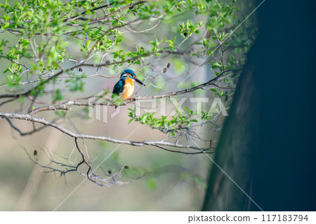 尋找獵物的翠鳥棲息在樹枝上 117183794