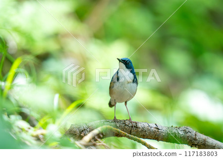 A blue-and-white flycatcher perched on a tree branch, observing its surroundings. 117183803