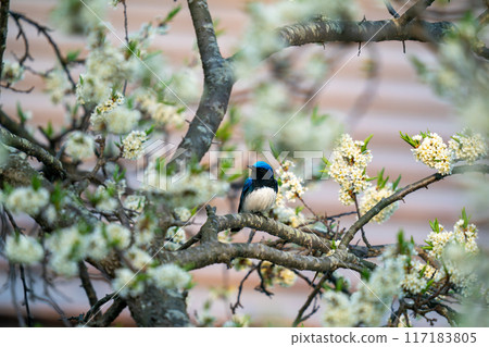 A blue-and-white flycatcher perched on a plum tree, observing its surroundings. 117183805