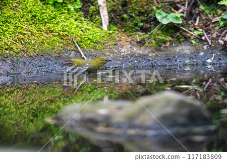 白眼鳥在水邊沐浴 117183809