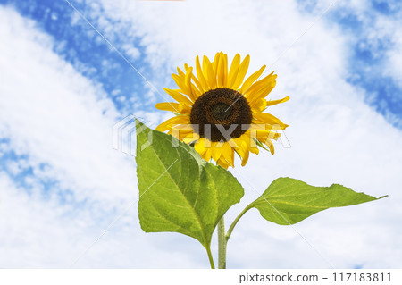 Sunflowers and blue sky. Lively sunflowers shining against the blue sky. Image material. 117183811