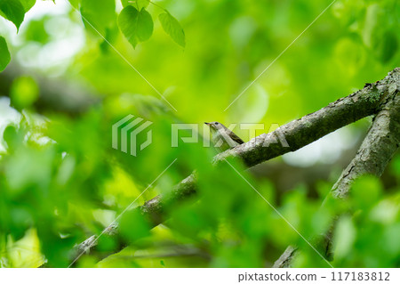 A Japanese bush warbler perched on a tree branch, observing its surroundings. 117183812