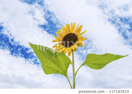向日葵與藍天-在藍天映襯下歡快的向日葵圖片素材 117183819
