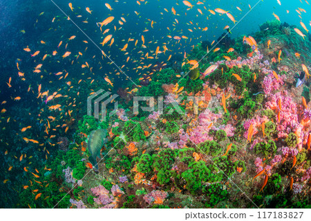 七彩海 七彩海 117183827