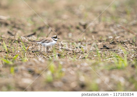 A little ringed plover surveying the surroundings on the barren ground. 117183834