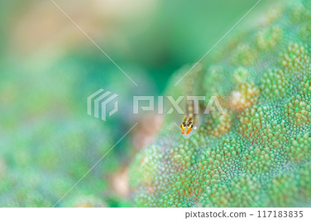 Living in the sea forest Living in the sea forest 117183835