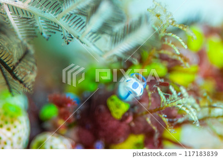 Panda in the sea 117183839