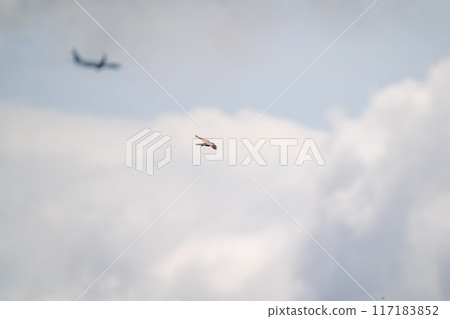 志高獵鷹在天空的背景下飛翔 志高獵鷹在天空的背景下飛翔 117183852