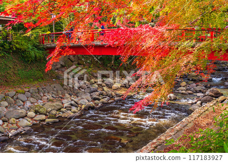 [靜岡縣]秋天的修善寺溫泉，桂川的紅葉 117183927