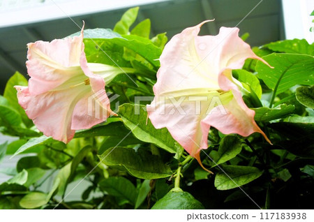 Angel trumpet Angel trumpet 117183938