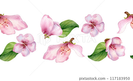 Pink flowers of peach tree watercolor on seamless banner isolated. Fruit tree floral branches hand drawn. Red white blossom in botanical sketch style. Design element for print, textile. 117183950