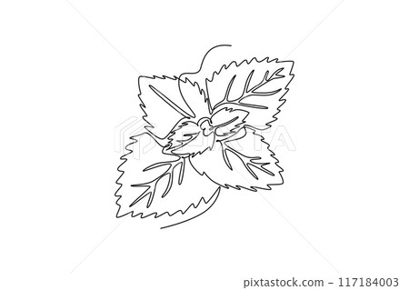 Continuous one line drawing of healthy blossom organic freshness mint leaves for farm logo identity. Fresh mentha plant concept for plantation icon. Single line draw design vector graphic illustration Continuous one line drawing of healthy blossom organic freshness mint leaves for farm logo identity. Fresh mentha plant concept for plantation icon. Single line draw design vector graphic illustration 117184003