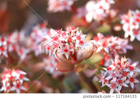 Fuchibenibenkei or Kaneno-plant Fuchibenibenkei or Kaneno-plant 117184133