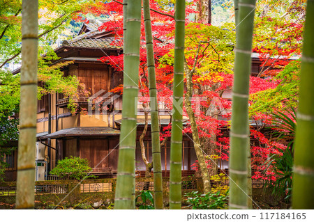 [Shizuoka Prefecture] Autumn in Shuzenji Onsen: Bamboo Forest Path 117184165