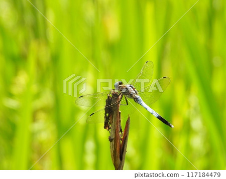 一隻蜻蜓棲息在乾草上 一隻蜻蜓棲息在乾草上 117184479